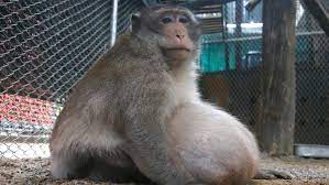 Thailands Dickster Affe Onkel Fett Wird Auf Strikte Diat Gesetzt