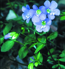 Image result for Polemoniaceae