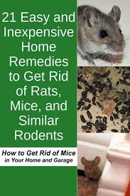 Check spelling or type a new query. Want To Know How To Keep Away Mice Here Are Some Of The Ways To Kill Rats Naturally And Get Rid Of Getting Rid Of Mice Natural Rat Repellent Rodent Repellent