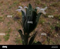 Image result for Dyschoriste trichocalyx