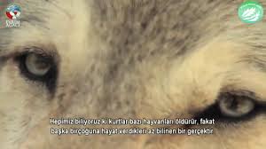 Kurt Belgeseli Kurtlarin Dogaya Faydalari Youtube Youtube Gercekler Egitim