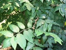 Image result for Zanthoxylum sp. A
