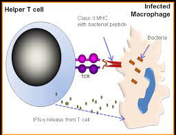 Immune Responses To Bacteria British Society For Immunology