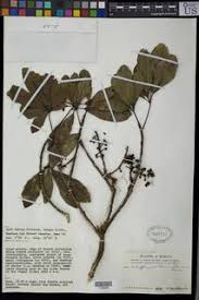 Image result for Astropanax