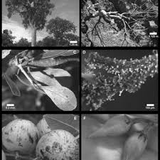 Image result for Commiphora fulvotomentosa