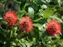 Image result for Combretum erythrophyllum