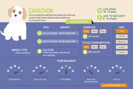 cavachon cavalier king charles spaniel and bichon frise