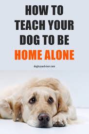 How To Teach Your Dog To Stay Home Alone Dog Boredom Dog Boredom Buster Dog Insurance
