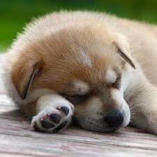 We did not find results for: How To Take Care Of Puppies