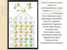 Мендельдің бірінші және екінші заңдары. Mendel ZaÒ£dary Prezentaciya Onlajn