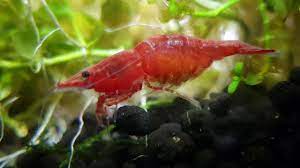 Pregnant cherry shrimp - YouTube