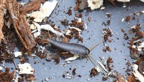 Wo kommen silberfische gehäuft vor? Silberfische 5 Hausmittel Die Wirklich Helfen