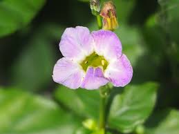 Image result for Asystasia vogeliana