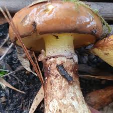 Image result for Suillus sp.