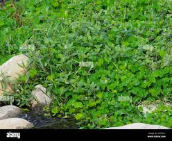 Image result for Marsilea villifolia