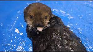 What Do Sea Otter Pups Eat Sea Otter Otter Pup Otters