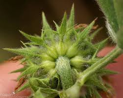 Image result for Trifolium squarrosum