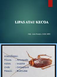 Bebas pakai untuk bisnis, beragam kategori tersedia. Morfologi Dan Bionomick Kecoa