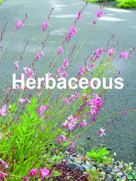 Check spelling or type a new query. Washington State Noxious Weed Control Board