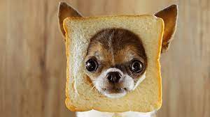 Can Dogs Eat Bread Which Bread Is Safe For Dogs Can Dogs Eat Best Cat Harness Funny Dog Pictures
