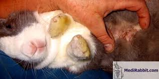 Image result for scabies rabbits ears