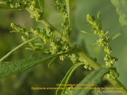 Image result for Dysphania procera