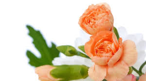 Regalare un mazzo di fiori per compleanno è un'idea originale, un dono speciale e inaspettato che è sempre apprezzato da qualsiasi persona. Fiori Da Regalare Alla Mamma Idee Green