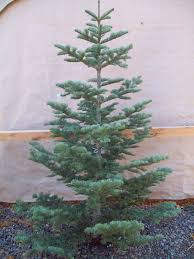 Type Of Christmas Tree Types Of Christmas Trees Silvertip Christmas Tree Christmas Tree Template