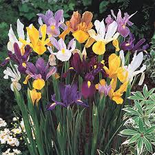 Check spelling or type a new query. Flower Bulbs For Sale Online Shop Spring Bulbs Spring Hill