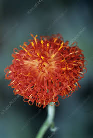 Image result for Kleinia abyssinica