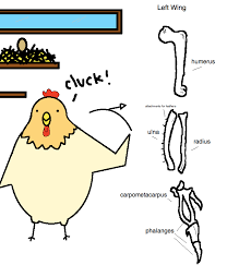 Exactly what are chicken leg quarters? Chicken Bones Anatomy