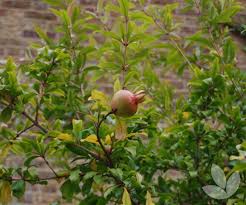 We did not find results for: Punica Granatum Pomegranate Tree Trees Speciality Trees