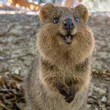 Pin By Keli Goss Campbell On Australian Animals Australia Animals Quokka Animal Cute Animal Pictures