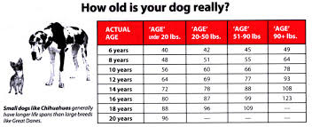 New More Accurate Dog Age Chart From Tufts University