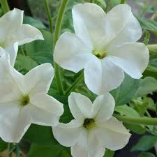 Image result for Petunia axillaris
