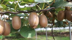 Une Vaste Affaire De Fraude Aux Kiwis Entre La France Et L Italie Mise Au Jour Notamment En Aquitaine France 3 Nouvelle Aquitaine Kiwi Fruit Fruit Kiwi