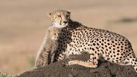 Where to Find Cheetah in Kruger Park?