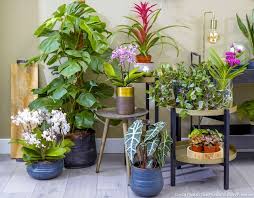 12 Plantes Vertes Pour Decorer Votre Interieur Plante Interieur Plante Verte Plante