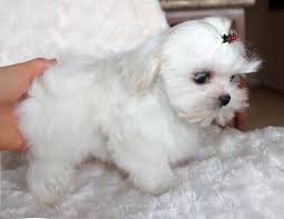 Teacup maltese puppies for sale in texas. Mini Pomeranian Puppy For Sale Novocom Top