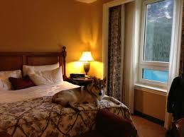 Gold Floor Suite Dog Friendly Picture Of Fairmont Chateau Lake Louise Tripadvisor