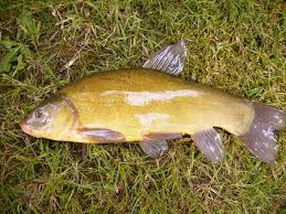 Pavlova aux fraises et huile d'olive 'tanche' au basilic. Tanche Tous Les Messages Sur Tanche Bienvenue Sur Etang Et Chalet