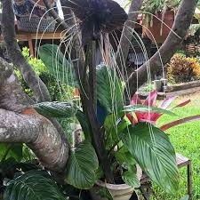 Maybe you would like to learn more about one of these? Batplant Instagram Posts Photos And Videos Picuki Com