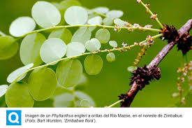 Image result for Phyllanthus engleri