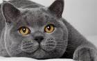 7 Stunning Cat Breeds with Grey Coats • Purrfect Cat Breeds
