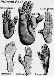 How The Digital Formula Became The Digit Ratio Formula Finger Length Digit Ratio Hand News digit ratio formula finger length