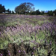 The fields are breathtakingly beautiful with the backdrop of the santa ynez mountains. Photos At Clairmont Lavender Farm Farm In Solvang