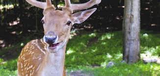 اسماء الغزال موقع معلومات