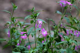 Caracteristici generale ale produsului caietul de sarcini: PufuliÈ›a Cu Flori Mici Hepatoprotector È™i Cicatrizant Paradis Verde