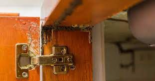 How To Get Rid Of Termites Naturally