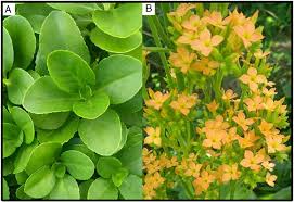 Image result for Kalanchoe laciniata